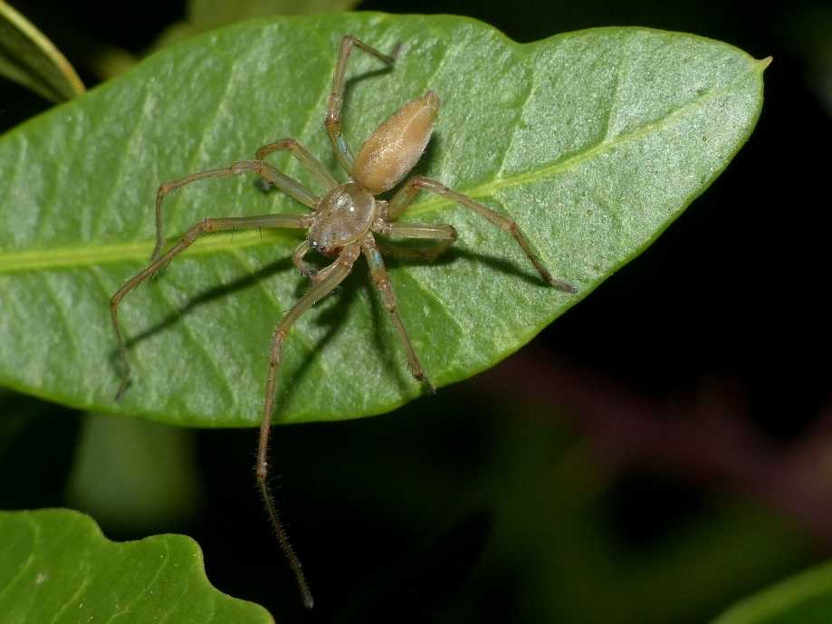 Cheiracanthium mildei - S. Teresa G. (OT)